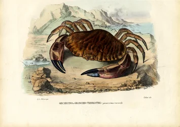Krustentiere, 1863-79